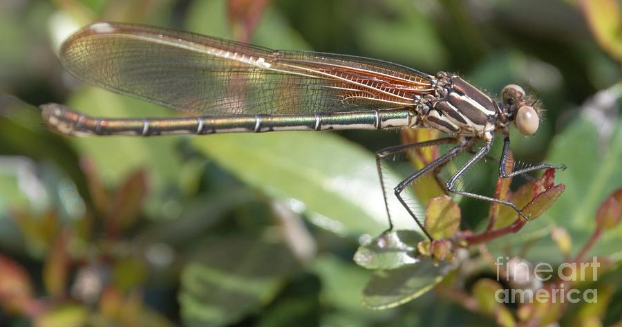 Dark Brown Dragonfly Photograph by Blue Paw - Fine Art America