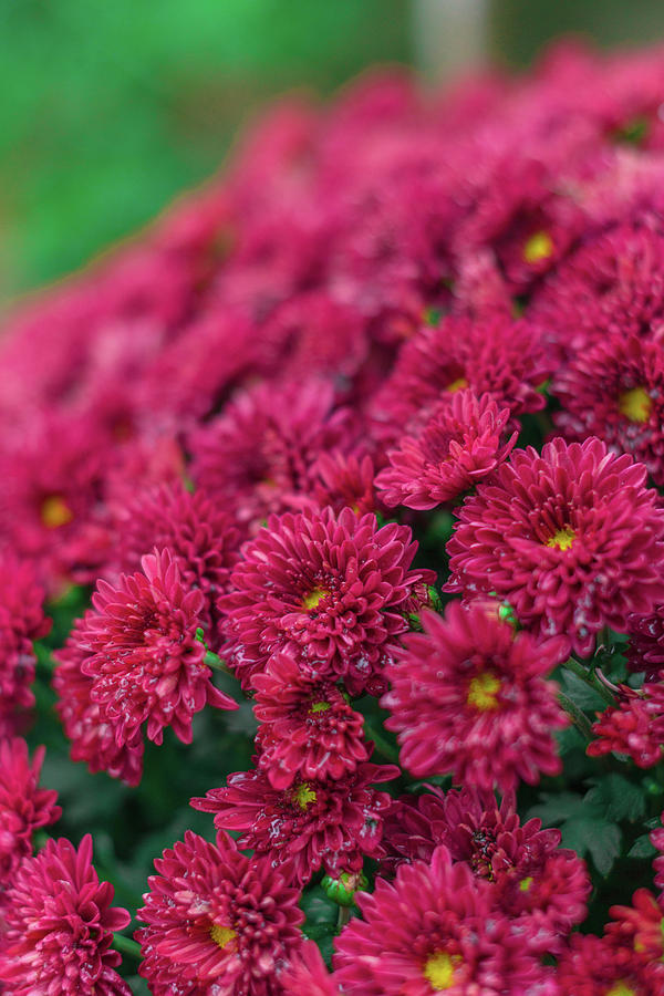 Dark Burgundy Mums Photograph by Elizabeth Gaubeka - Fine Art America
