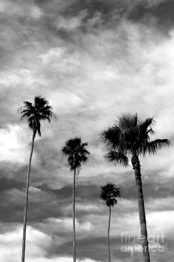 Dark Cloud Palms Photograph by Robert Wilder Jr