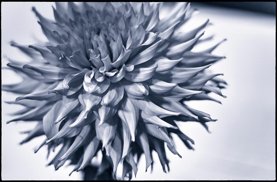Dark Dahlia by Geoff Coleman Dark Dahlia by Geoff Coleman