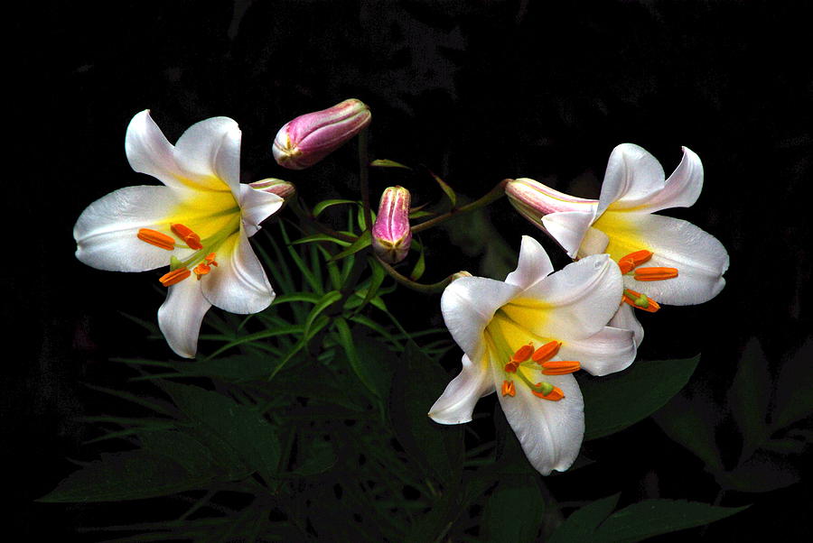 Dark Day Bright Lilies Photograph by Byron Varvarigos
