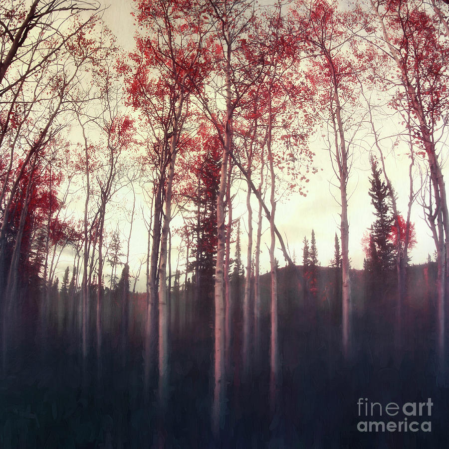 Fall Photograph - Dark deep woods by Priska Wettstein