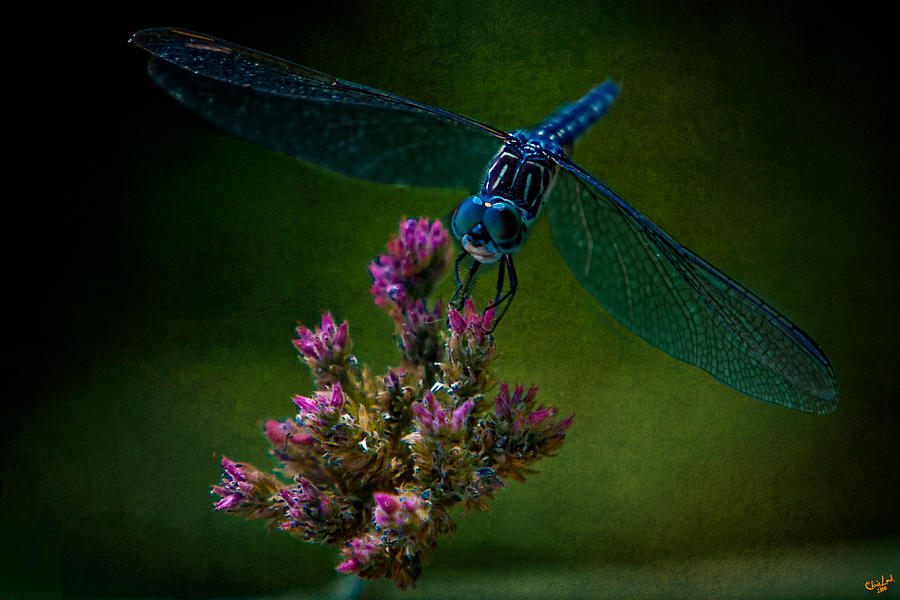 Dark Dragonfly Photograph by Chris Lord