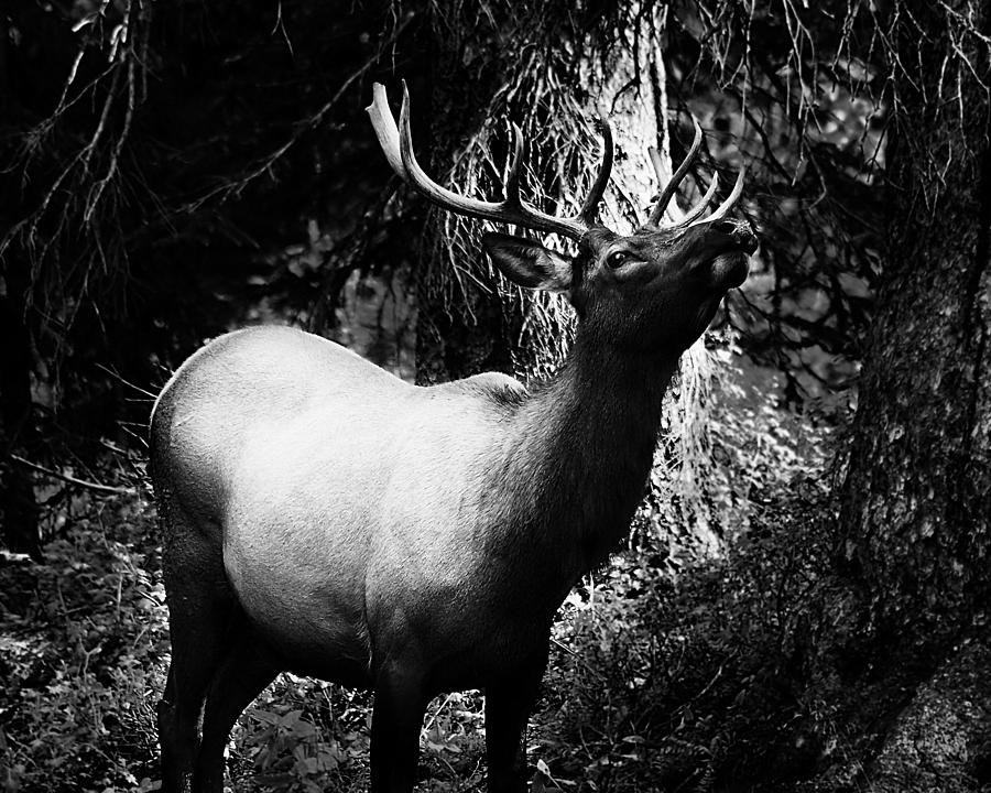 Dark Elk Photograph by Kevin Munro