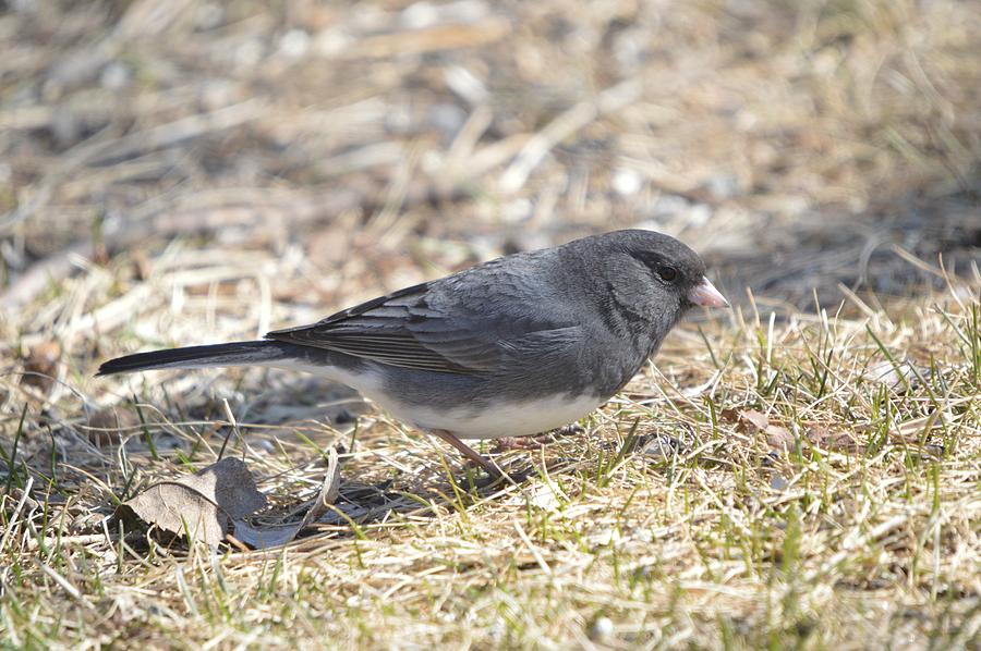 Dark-eyed Junco Photograph by Bonfire Photography