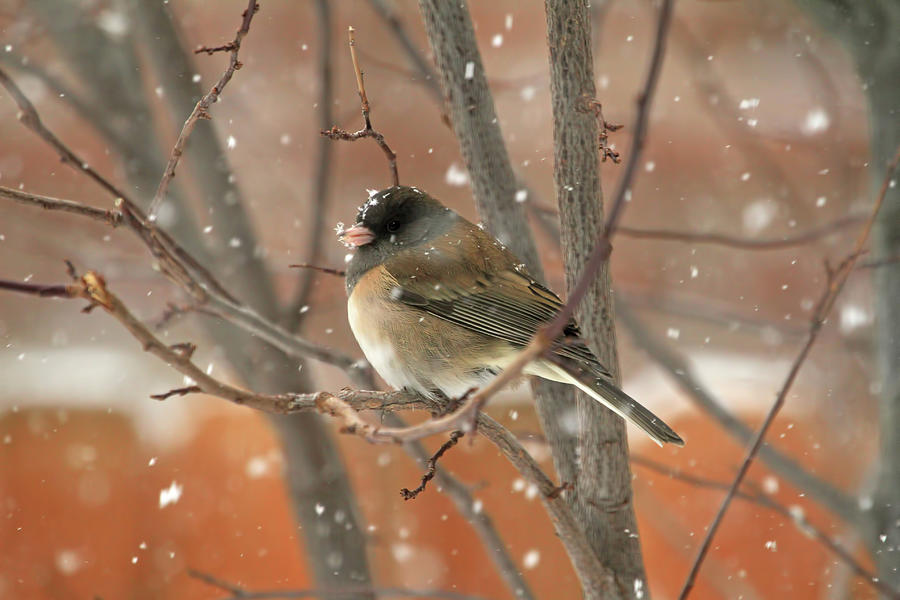 Sparrow Photograph - Dark-eyed Junco by Donna Kennedy