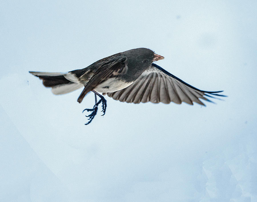 Dark-eyed Junco Flying Photograph by William Bitman