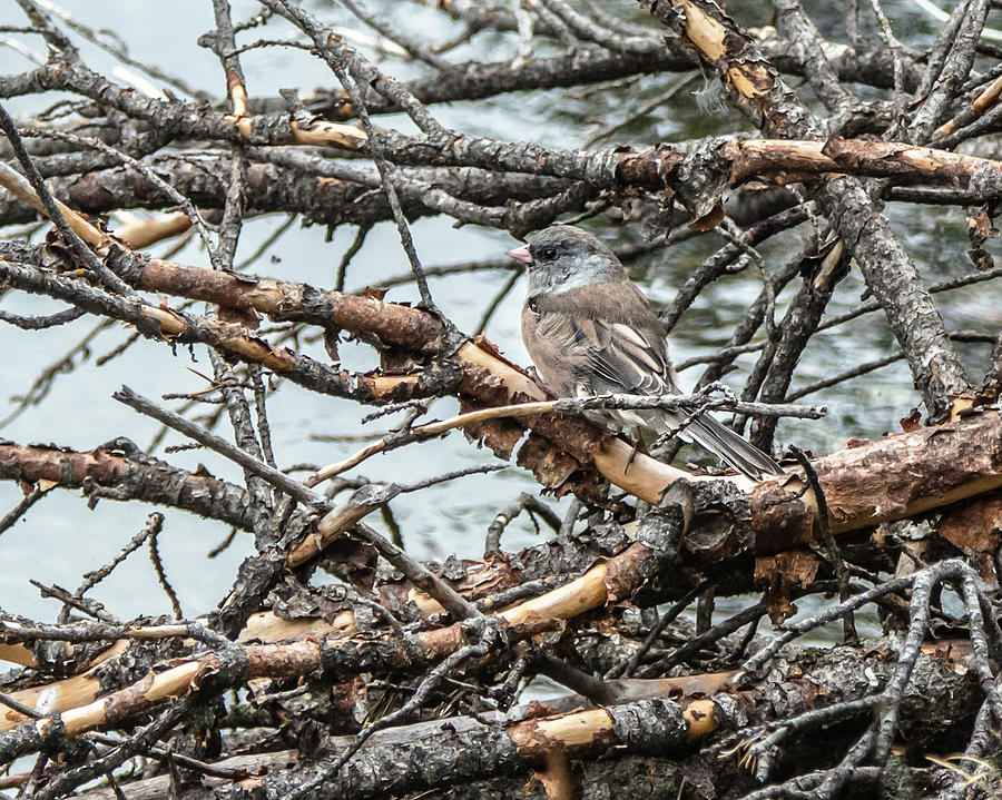 Dark-Eyed Junco In Camo Photograph by Yeates Photography