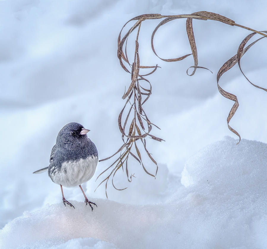 Dark-eyed Junco In Snow Photograph by Wes Iversen