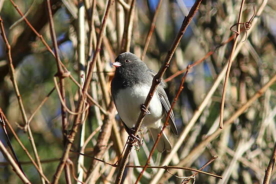 Dark-eyed Junco in the fall Photograph by Linda Crockett