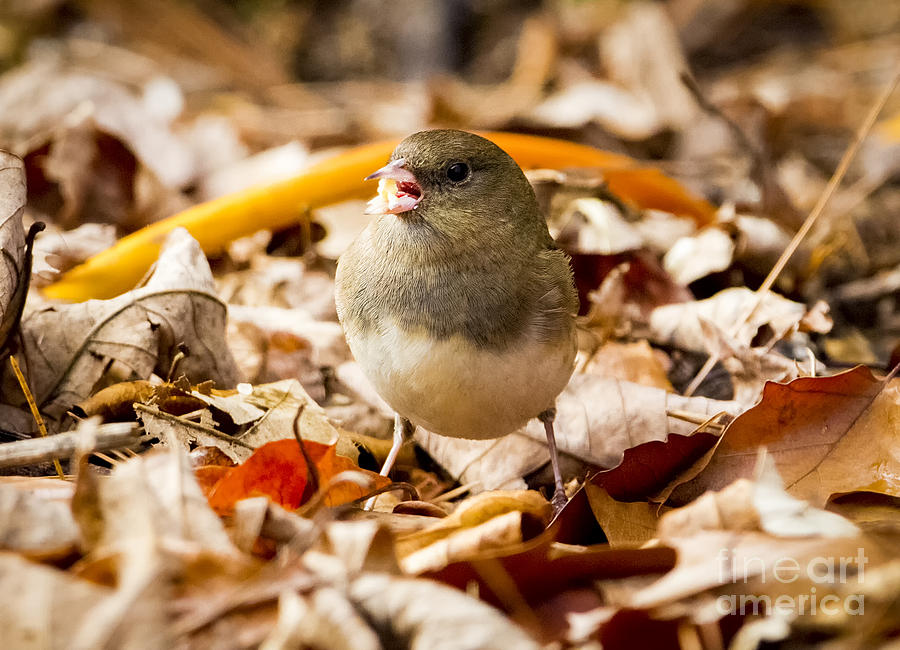 Bird Photograph - Dark-eyed Junco in the Fall by Ricky L Jones