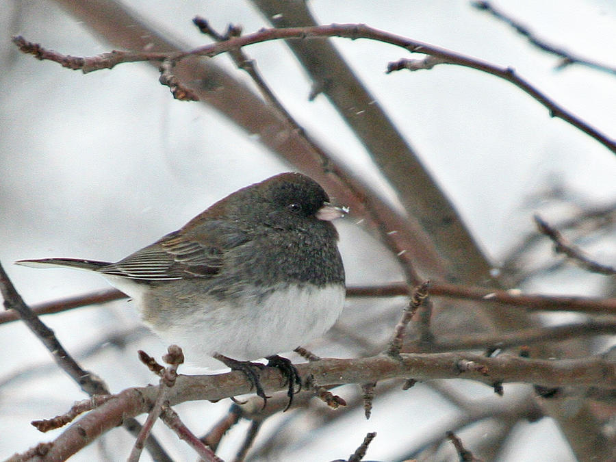 Dark Eyed Junco in the Snow Photograph by Laurie With | Pixels