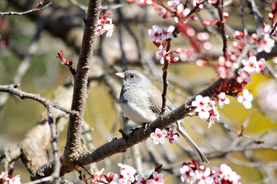 Dark-eyed Junco in the Spring Photograph by Trina Ansel