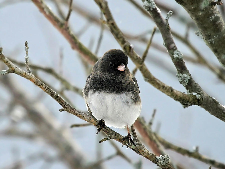 Dark Eyed Junco in the winter Photograph by Jackson Pearson