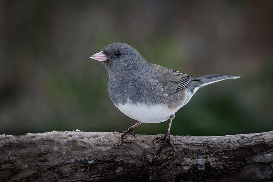 Dark eyed Junco Photograph by Kenneth Cole