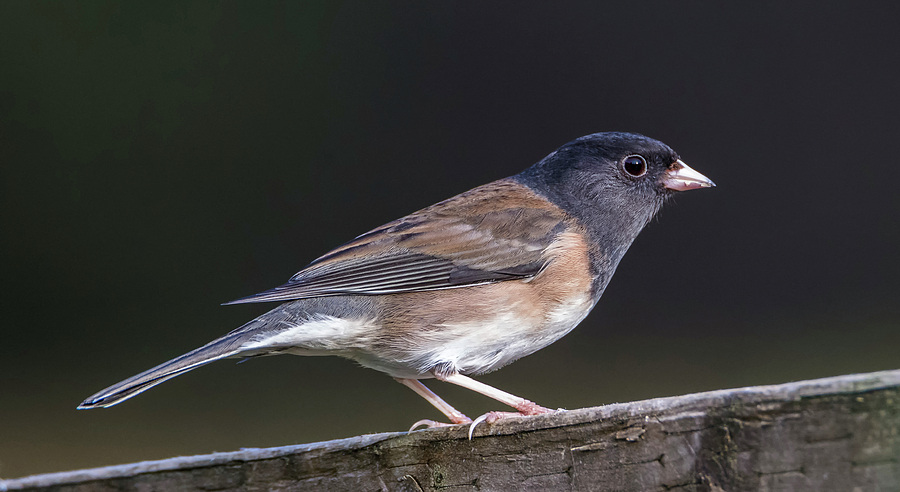 Dark-eyed Junco Photograph by Loree Johnson - Fine Art America