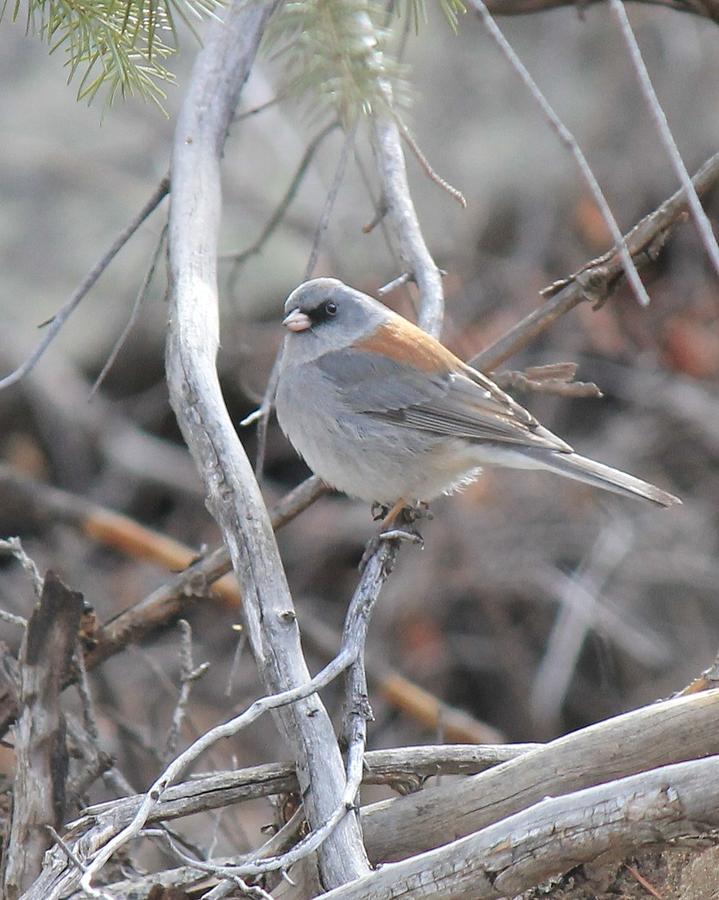 Dark eyed Junco Photograph by Loren Schmidt - Pixels