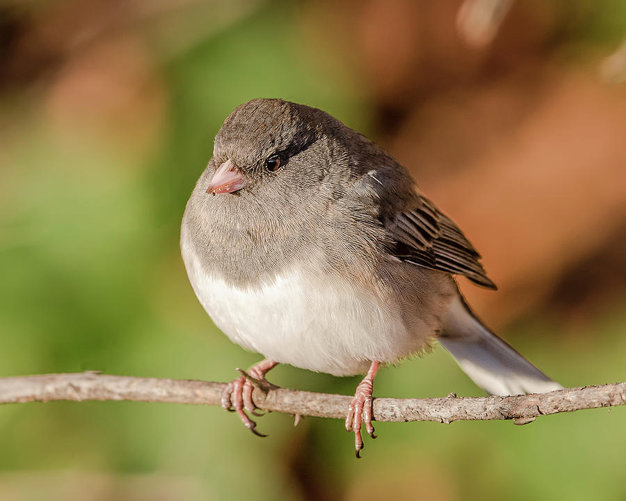 Dark-Eyed Junco on a Branch Photograph by Morris Finkelstein - Fine Art ...