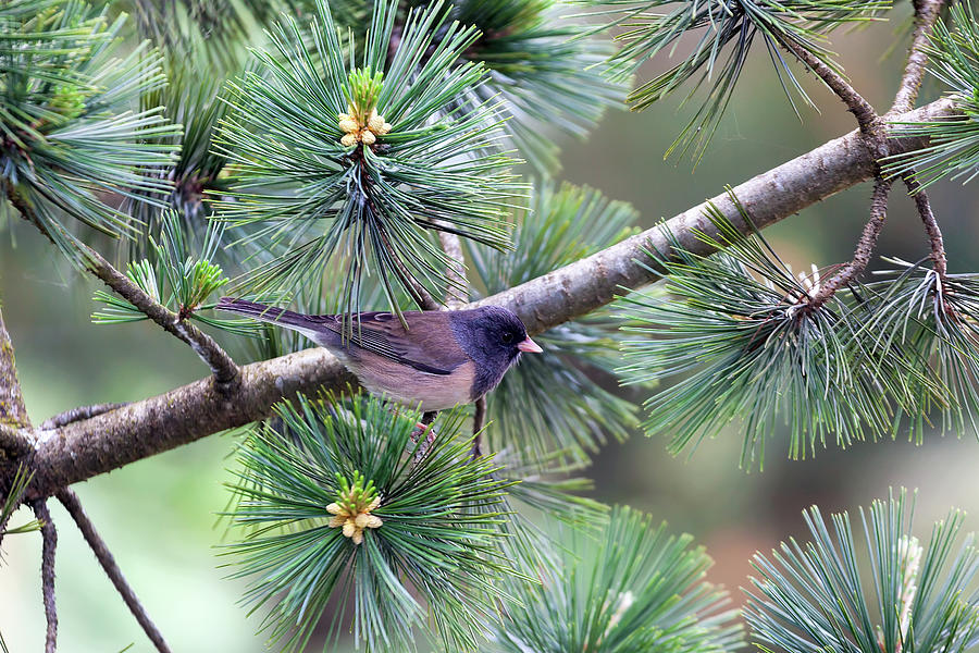 Dark-Eyed Junco on a Pine Tree Photograph by David Gn