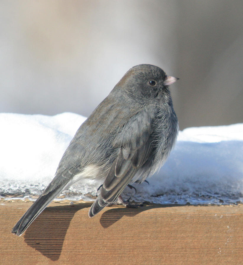 Dark Eyed Junco on the Railing 2 Photograph by Laurie With | Pixels