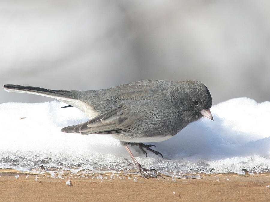Bird Photograph - Dark Eyed Junco On The Railing 3 by Laurie With Bird Photograph - Dark Eyed Junco On The Railing 3 by Laurie With