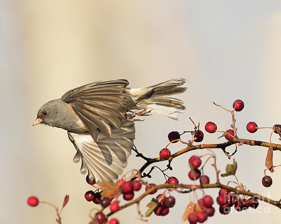 Dark Eyed Junco on the Wing Photograph by Dennis Hammer