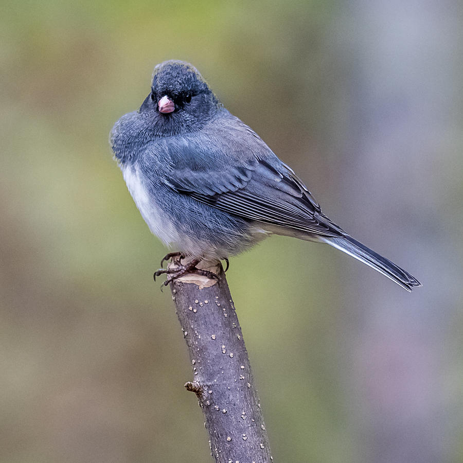 Dark Eyed Junco Photograph by Paul Freidlund - Pixels