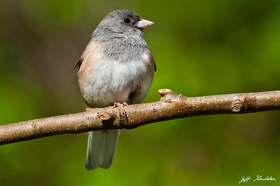 Dark Eyed Junco Perched on a Branch Photograph by Jeff Goulden
