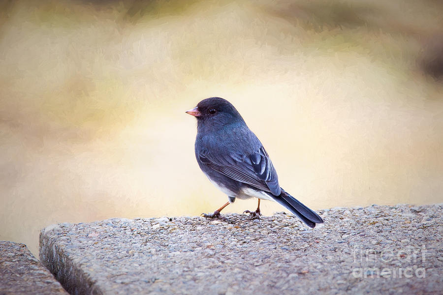 Dark Eyed Junco Photograph by Sharon McConnell