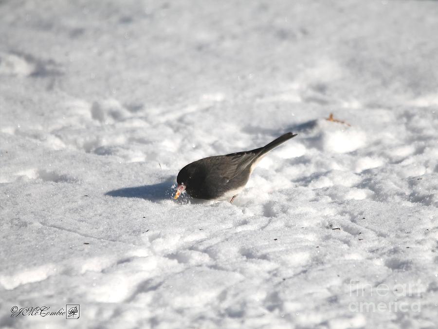 Dark-eyed Junco - Slate-colored race Photograph by J McCombie