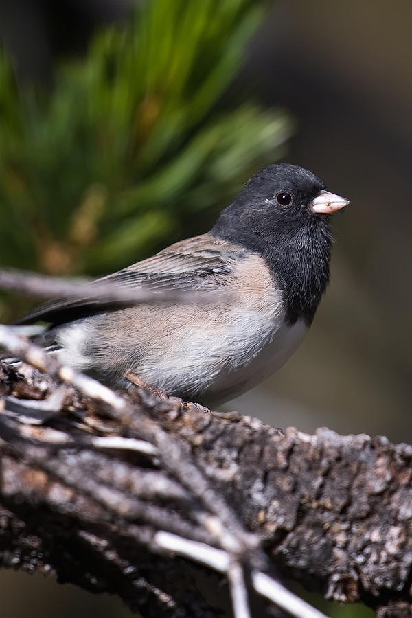 Dark-eyed Junco Photograph by Steven Pavlov - Fine Art America