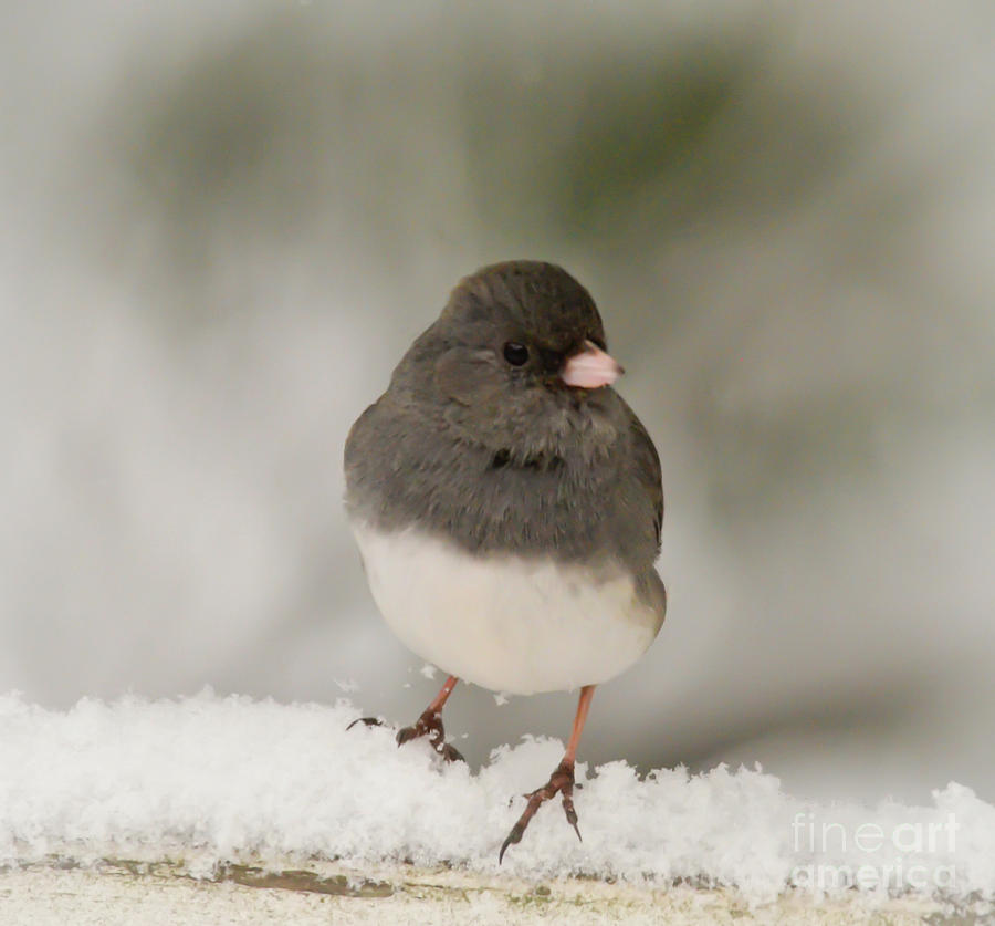 Dark-eyed Junco - Winter Birds Photograph by Kerri Farley