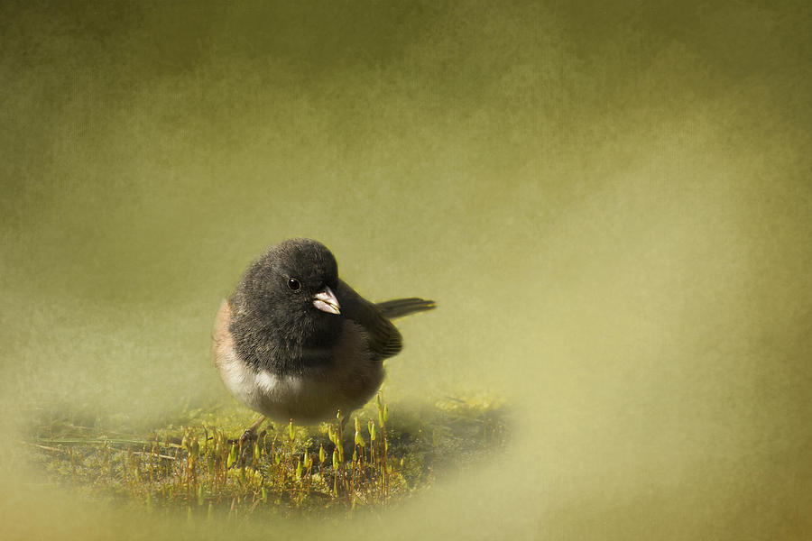 Bird Photograph - Dark-eyed Junko by Inge Riis McDonald