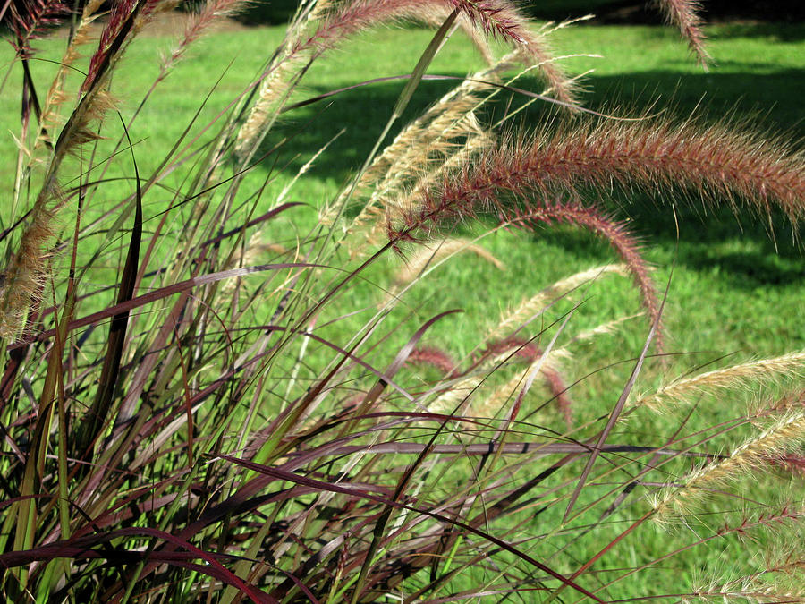 Dark Feather Grass Photograph by Michele Wilson