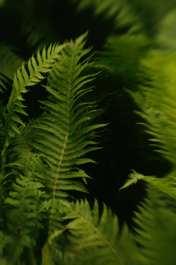 Dark Ferns Photograph by Steffanie Alexander | Fine Art America