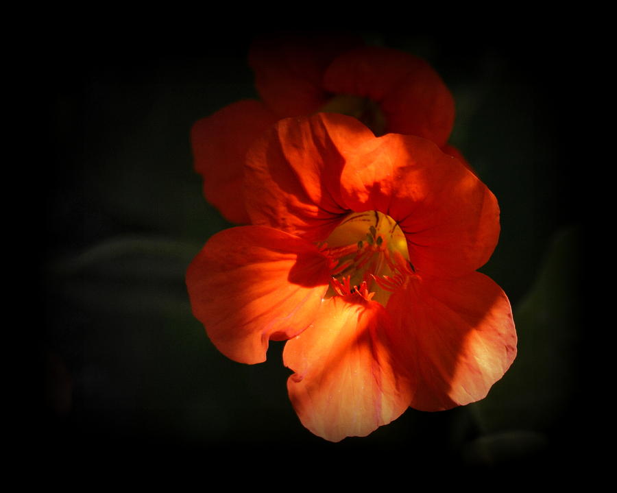 Dark Flower Photograph by AJ Schibig