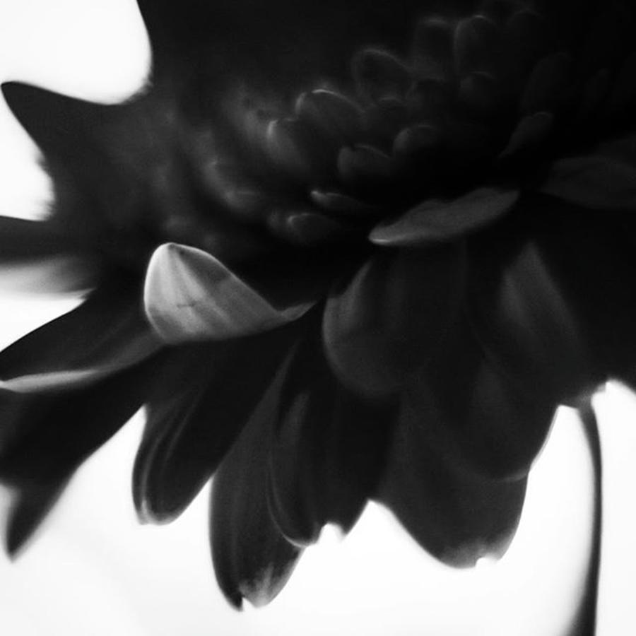 Dark Flower Photograph by Aleck Cartwright
