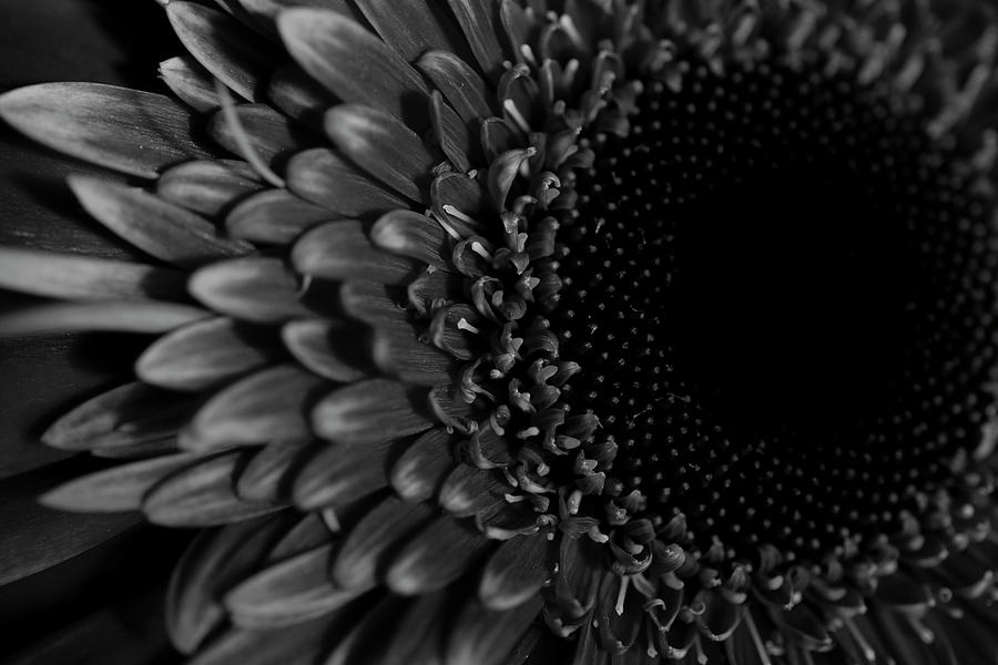 Dark Photograph - Dark flower by Konstantin Bibikov Dark Photograph - Dark flower by Konstantin Bibikov