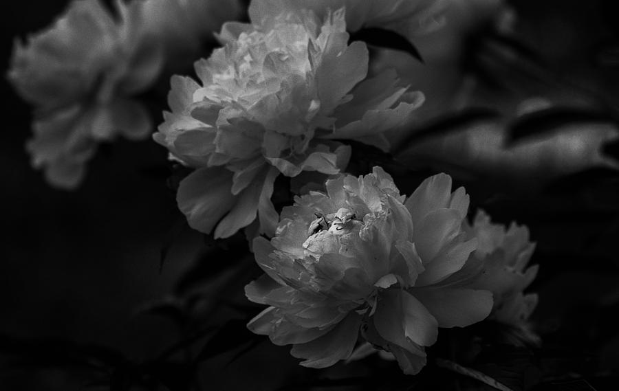 Flower Photograph - Dark Flowers by Kimber Lee