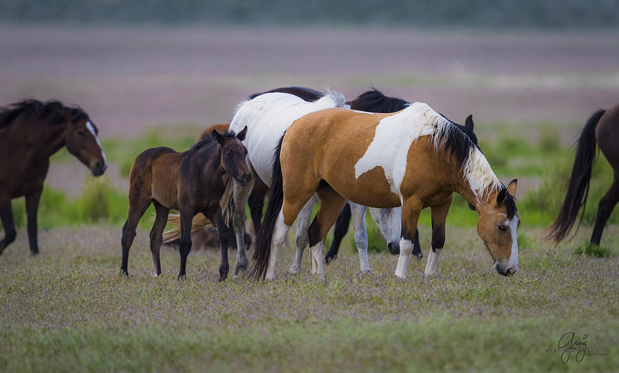 Dark Foal Photograph by Greig Huggins - Fine Art America