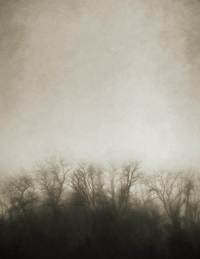 Dark Foggy Wood Photograph