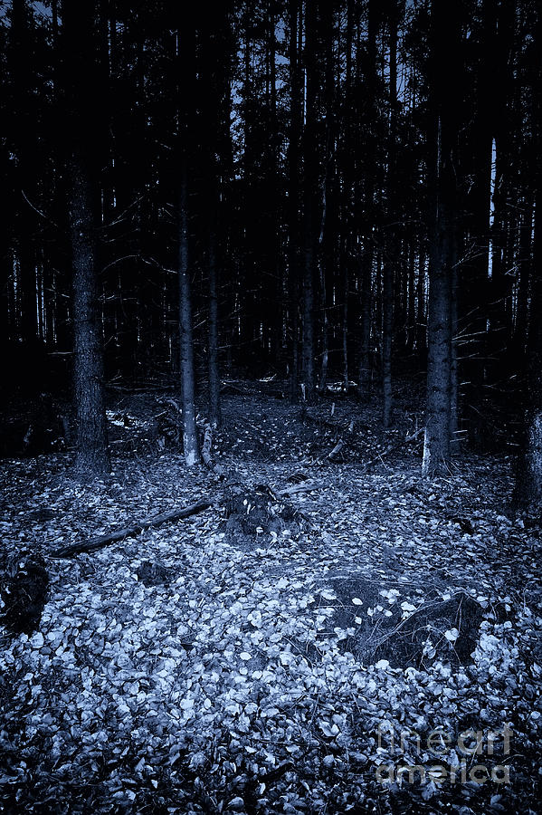 Dark Forest At Night Photograph