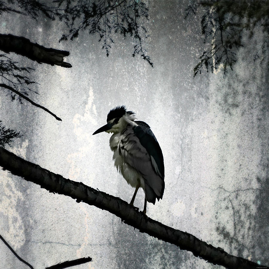 Tree Photograph - Dark Forest by Dark Whimsy