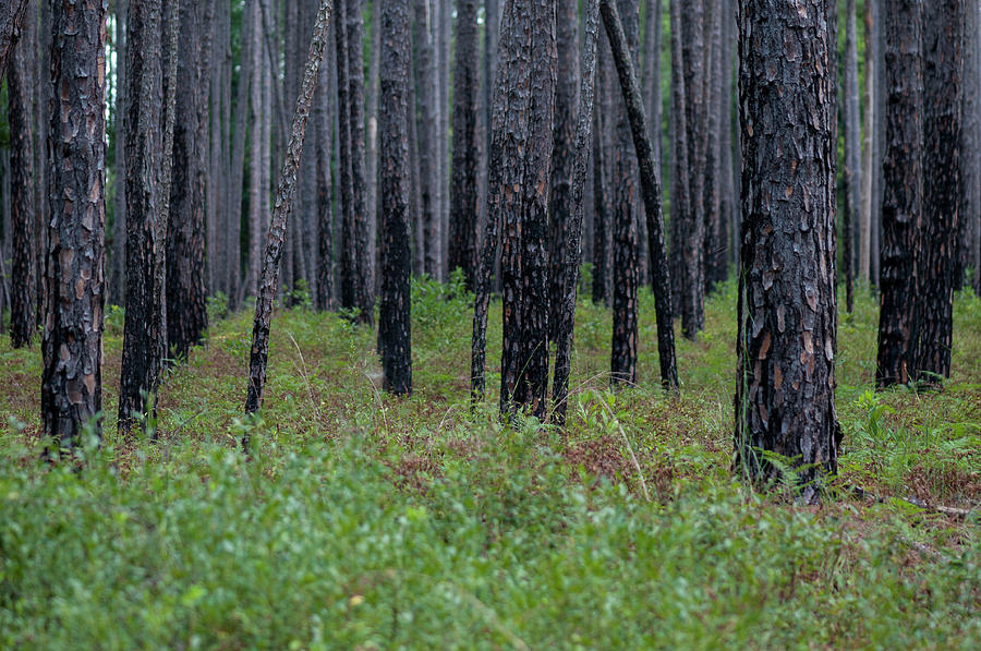 Dark Forest Photograph by Brian Green
