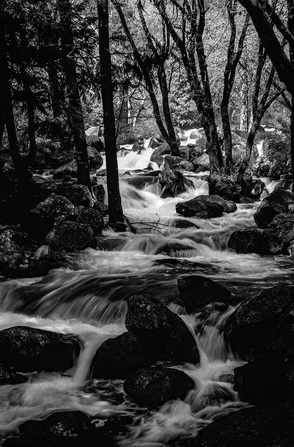 Dark Forest Bright Water Photograph by Ross Henton
