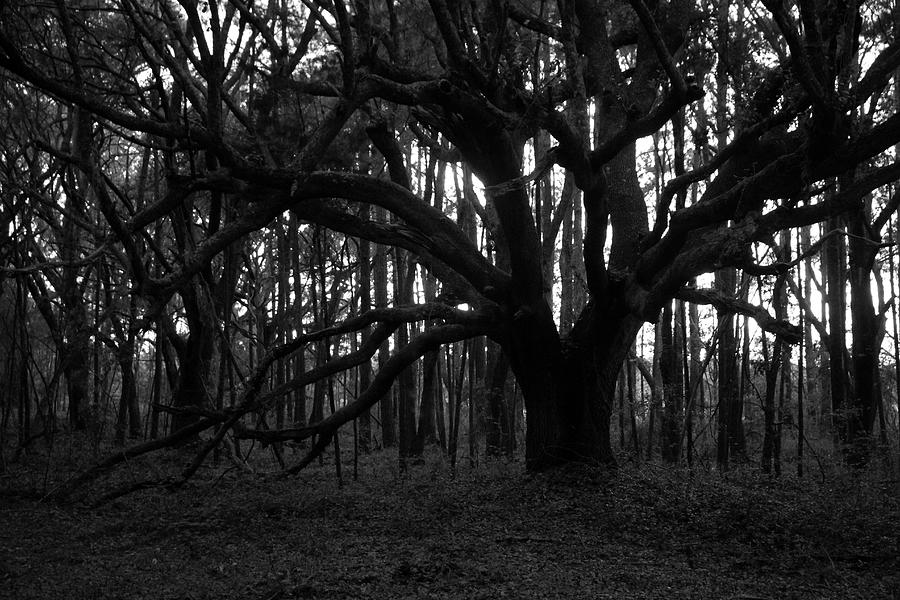 Dark Forest Photograph by Cynthia Guinn