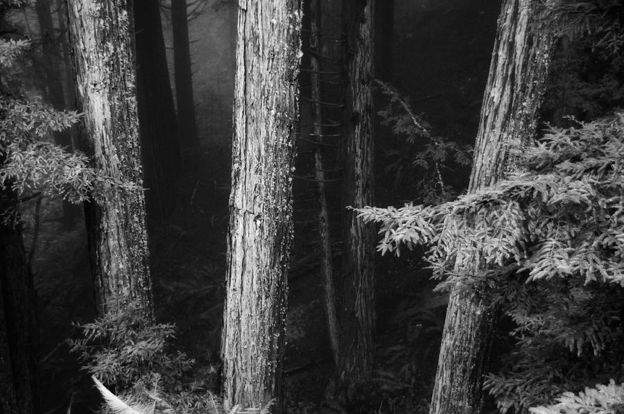 Dark Forest Photograph by Donna Blackhall