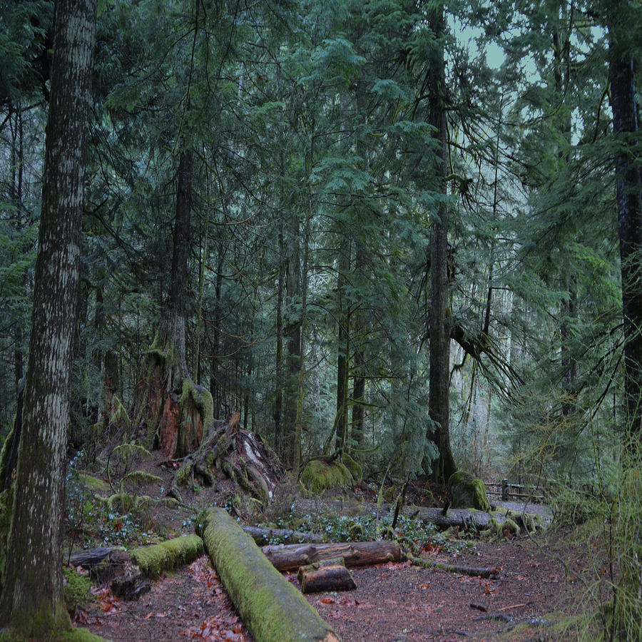 Dark Forest Photograph