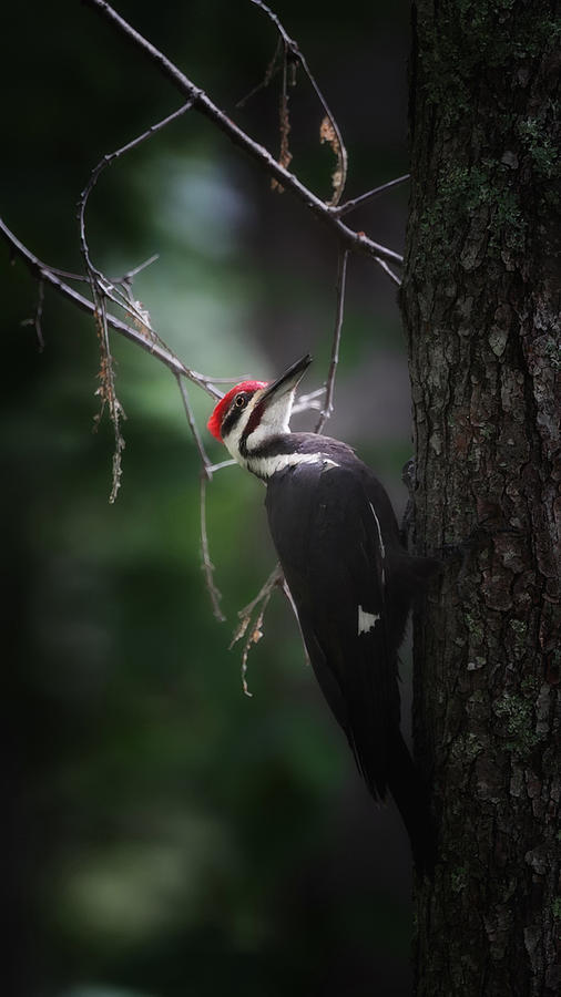 Dark Forest Pileated Woodpecker Photograph by Bill Wakeley