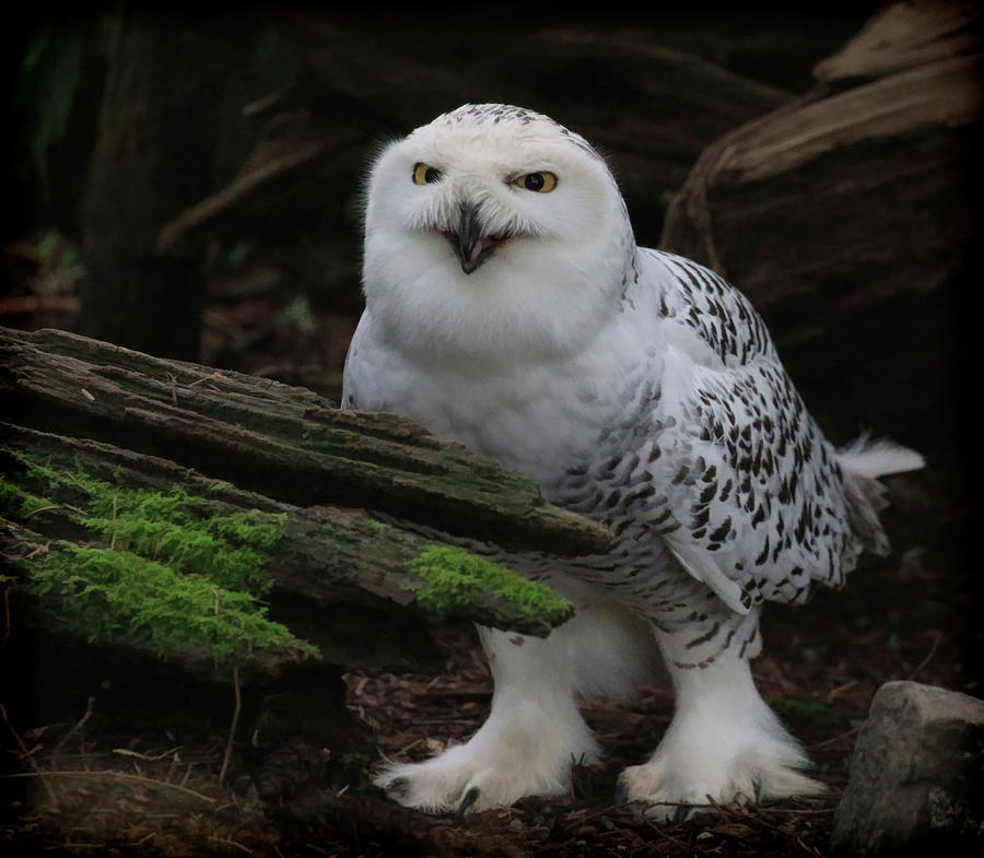 Dark Forest Snowy Owl Photograph by Steve McKinzie